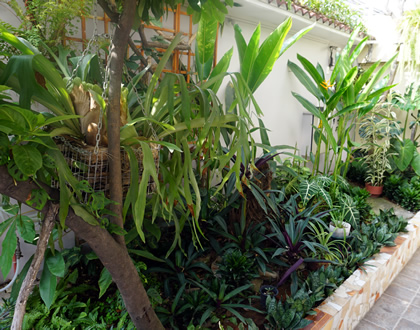 Garden, Hostal Macaw Guayaquil Ecuador